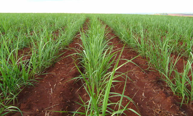 Produção indiana de açúcar deverá alcançar 33,6 milhões de toneladas na safra 2026/27