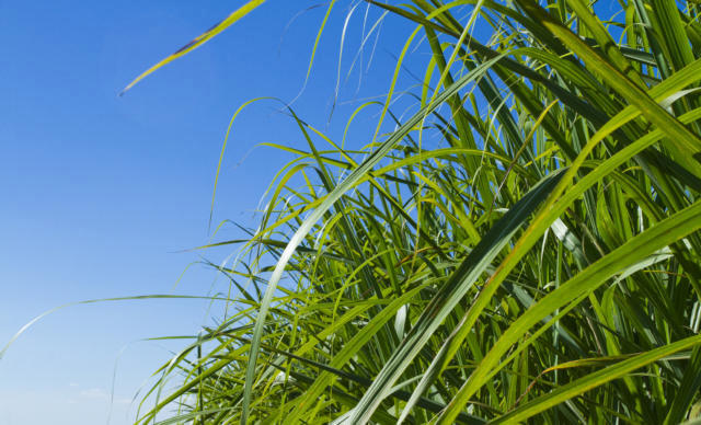 Versão atualizada do DATAGRO World View + Crop Call já está disponível