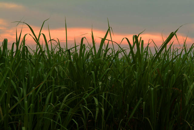 Açúcar é tudo sobre esse clima