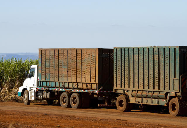 CS do Brasil: moagem de cana alcança 50,65 milhões de toneladas na 1ª quinzena de julho