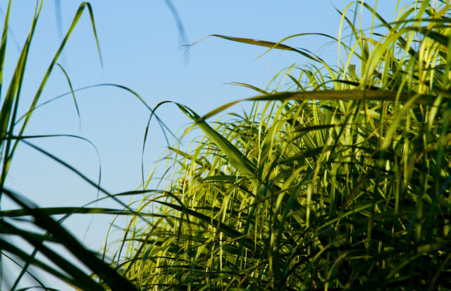 Índia: usinas estão encerrando a safra 24/25 mais cedo