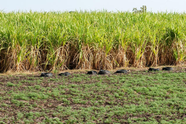 Governo anuncia redução do PIS/Cofins do diesel e posterga decisão sobre mistura do biodiesel