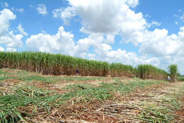 Tailândia inicia safra 25/26 com baixo ritmo de moagem