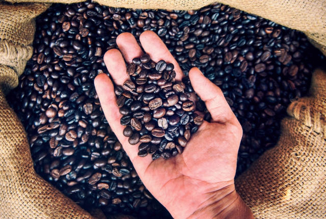 Brasil deve colher safra recorde de café robusta em 2025/26, aponta DATAGRO