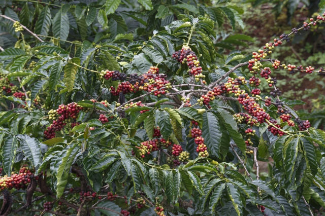 Uganda: exportações de café recuam 22% em volume e 38% em receita em maio