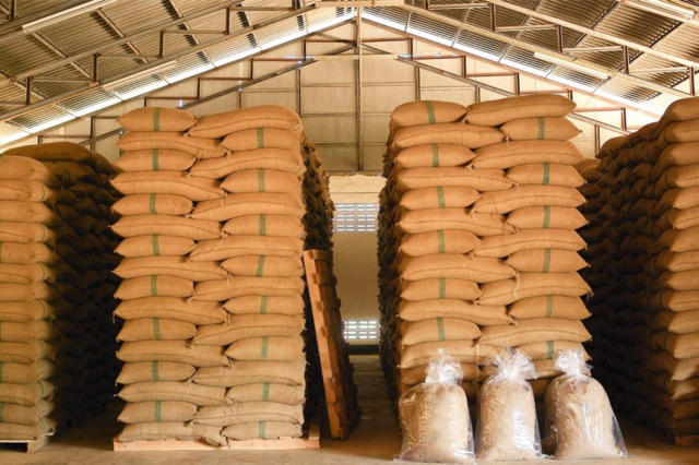 Café anota forte baixa na B3 e na Nymex manhã desta 4ª feira