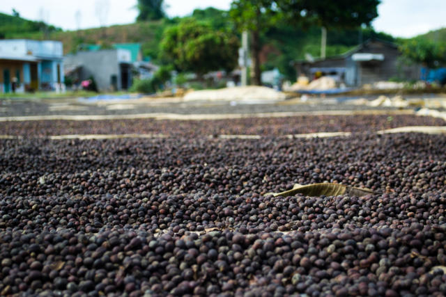 Café anota ganhos na B3 e na Nymex na manhã desta 2ª feira