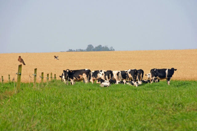 Indicador do Boi DATAGRO: valor médio da arroba do boi gordo fecha a sexta-feira (19) em R$ 304,73