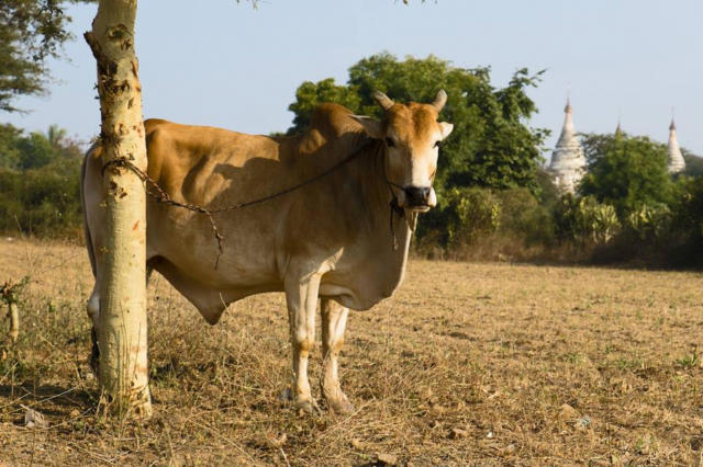 Indicador do Boi DATAGRO: valor médio da arroba do boi gordo fechou a terça-feira (7) em R$ 363,43