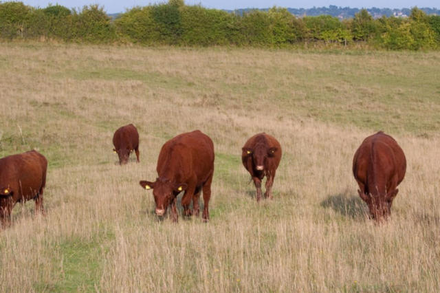 Casos de mosca-varejeira-do-novo-mundo seguem se espalhando pelo Texas