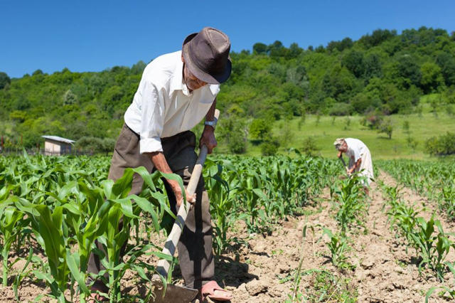 Colheita da safra 2025/26 de milho da Argentina alcança 34,7% da área cultivada