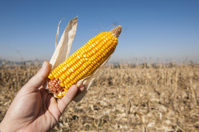 Colheita da safra 2025/26 de milho da Argentina se aproxima de metade da área cultivada 