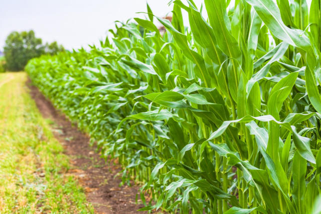 Comercialização do milho de verão safra 2025/26 atinge 42,7% da produção estimada, mostra DATAGRO Grãos