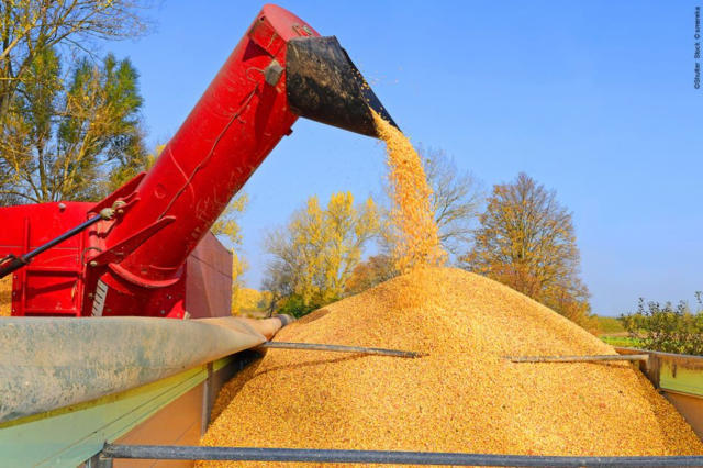 Futuros do milho iniciam a semana em alta na Bolsa de Chicago