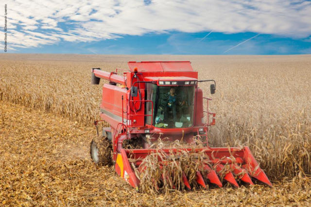 B3: milho opera em alta na manhã desta 5ª feira