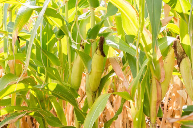 B3: Milho avança na tarde desta 5ª feira