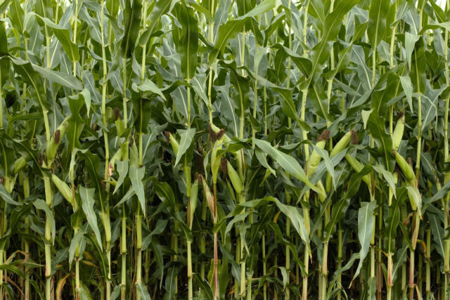 Colheita da safra 2025/26 de milho da Argentina chega a 73,7% da área cultivada, diz BCBA