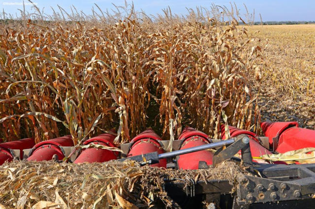 EUA: vendas semanais de milho da safra 2025/26 alcançam 117 mil toneladas na semana encerrada em 30 de julho