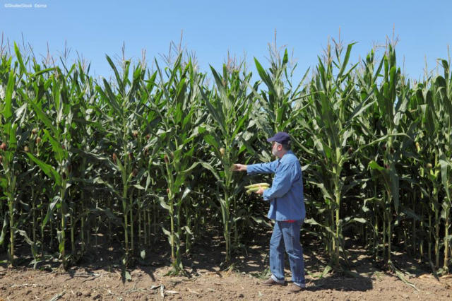 Com segunda safra menor, DATAGRO Grãos reduz estimativa de produção de milho no Brasil em 2025/26