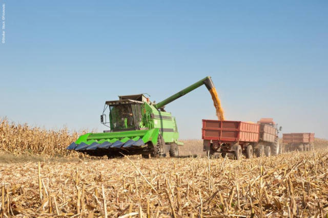 Milho opera em forte alta na tarde desta 3ª feira na B3