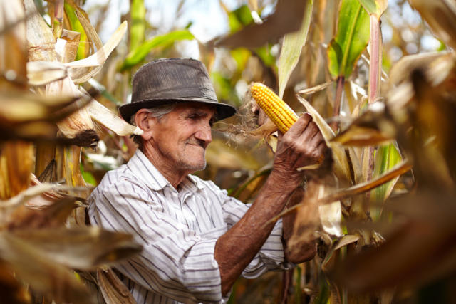 Milho encerra 1ª sessão da semana em alta moderada na B3